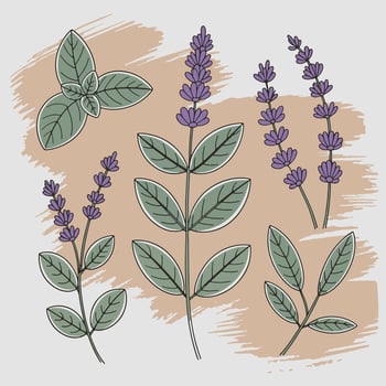 Herbal Sketch Illustration vector