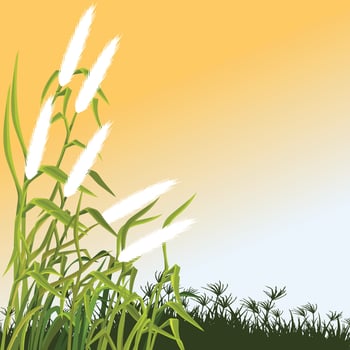 This serene digital illustration captures the beauty of a field adorned with white,feathery catkin flowers swaying gently in the breeze. vector