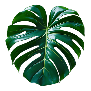 Exotic Jungle Leaf Cutout Premium Stock Photo for Sale png