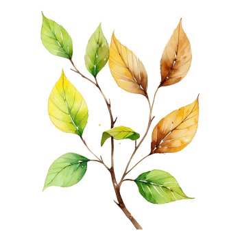 Vintage Bay Leaf Transparent Botanical Illustration for Design Projects png