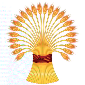 Organic Farm Wheat Sheaf vector