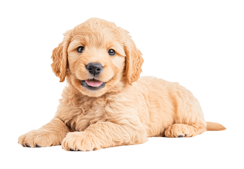 Adorable fluffy golden puppy lying down with happy expression, cut out png