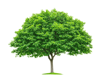 Majestic green tree with lush leaves and sturdy trunk isolated, cut out png