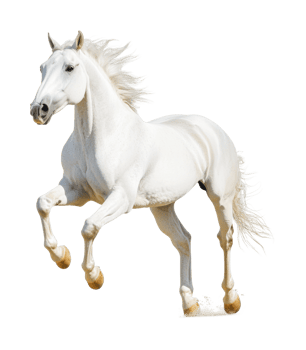 Majestic white horse galloping with flowing mane and powerful stance, cut out png