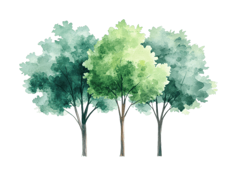 Watercolor painting of three lush green trees in full bloom, cut out png