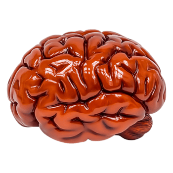 Realistic Model of Human Brain Showing Detailed Features and Texture png