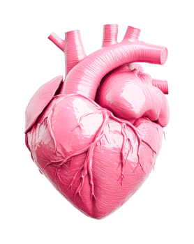 Anatomical model of human heart in pink color showing detailed structure, cut out png