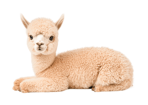Adorable young alpaca resting calmly with fluffy wool texture, cut out png