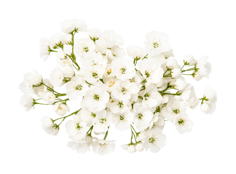 Cluster of white cherry blossoms in full bloom displaying delicate petals, cut out png