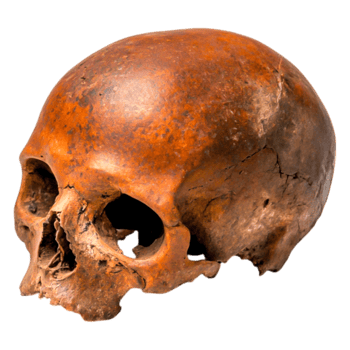 Ancient Human Skull Artifact with Rich Texture and Distinctive Coloration png