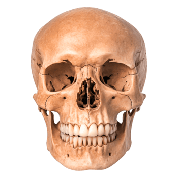 Human Skull with Teeth Anatomical Study for Medical and Educational Use png