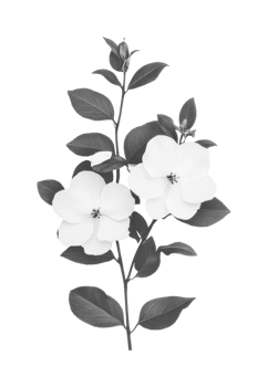 Elegantly detailed white flower with leaves and buds, cut out png