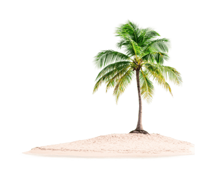 Isolated tropical palm tree on sandy beach, cut out png