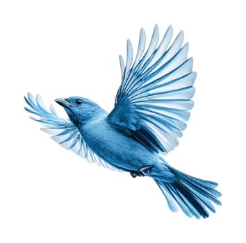 Blue bird in mid-flight with outstretched wings, cut out png