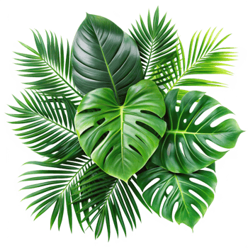 Lush Green Tropical Foliage Composition of Palm and Monstera Leaves png