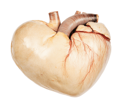 Anatomical image of pig heart featuring arteries and veins, cut out png