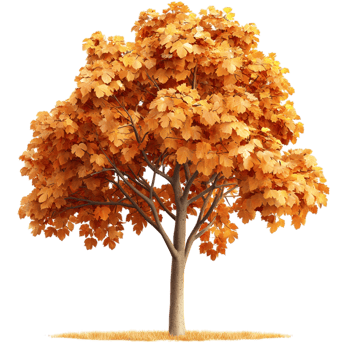 Tall autumn tree golden leaves a sturdy brown trunk png