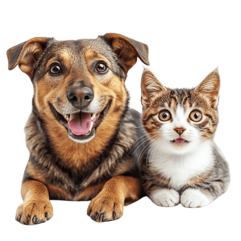 happy and smiling dog and cat isolated on transparent background png