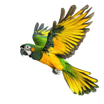 Vibrant Parrot in Flight Colorful Feathers on transparent background. png