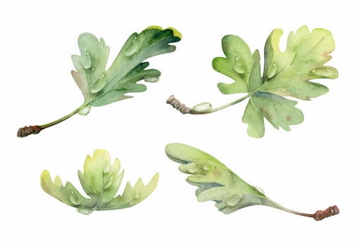 Green leaves of flower, bush tree plant foliage in water dew drops watercolor hand drawn. Gooseberry oak currant sycamore poplar. Isolated botanical illustration. Wedding florist decoupage cosmetics vector