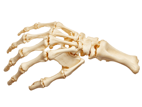Human hand skeleton isolated on a transparent background png