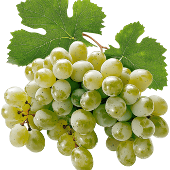 Fresh green grapes hanging from a vine leaves png