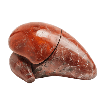 Detailed Closeup of a Red Marble Liver Model Showing Intricate Veining and Textural Details png