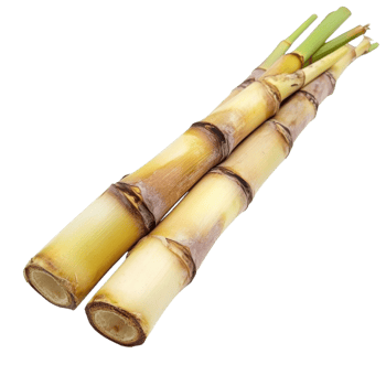 Ripe Sugarcane Stalk Tropical Delight on transparent background. png