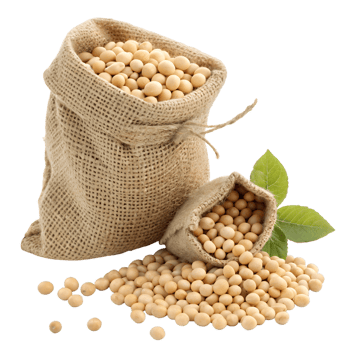 Soybeans, Nutritional Benefits, Cooking Tips, and Health Impact. png