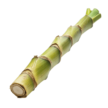 Sugarcane Stalk Agricultural Beauty on transparent background. png