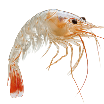 Closeup of Fresh Raw Shrimp Seafood on transparent background. png