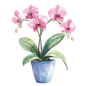 Cute Watercolor Orchid Nursery Plant Clipart on transparent background. png