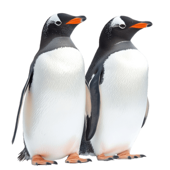 Charming Gentoo Penguins on White Background on transparent background. png