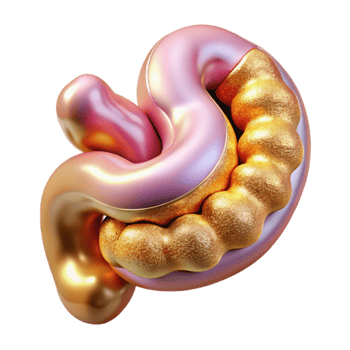 wonderful rustic Anatomical Intestine Illustration Isolated for Digestive System high resolution png