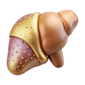 vibrant abstract Anatomical Liver Illustration Transparent for Hepatology Design original png