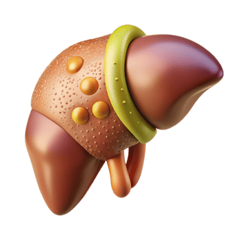 wonderful classic Anatomical Liver Illustration Transparent for Hepatology Design genuine png