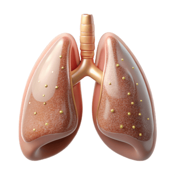 stunning creative Anatomical Lung Illustration Transparent for Respiratory Studies high resolution png