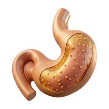 wonderful rustic Anatomical Stomach Illustration Isolated for Digestive Health detailed png