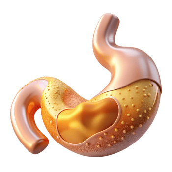 magnificent traditional Anatomical Stomach Illustration Isolated for Digestive Health premium png