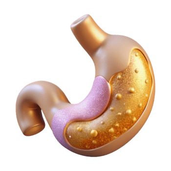 impressive contemporary Anatomical Stomach Illustration Isolated for Digestive Health high quality png