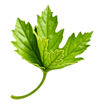 a green leaf transparent background png