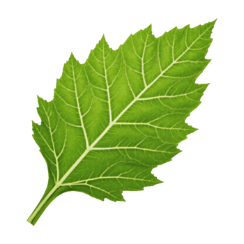 a green leaf a transparent background png