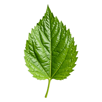 Green leaf design transparent background png