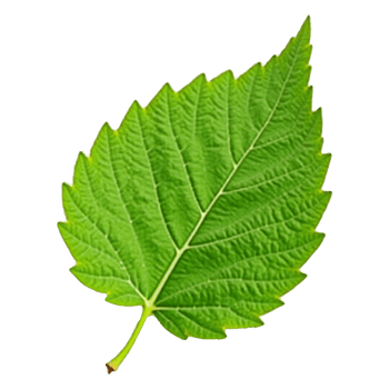 Green leaf on a transparent background design png