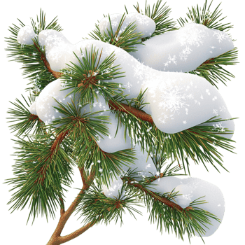 Snowcovered pine branches fresh white frost png