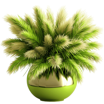 Lush green ornamental grass plant fluffy lightcolored plumes in a round pot png