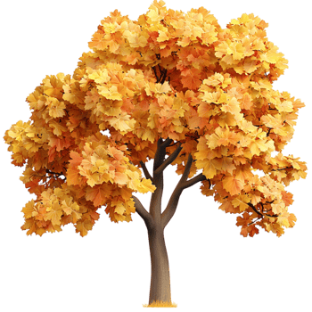 Beautiful autumn tree golden orange leaves in full bloom png