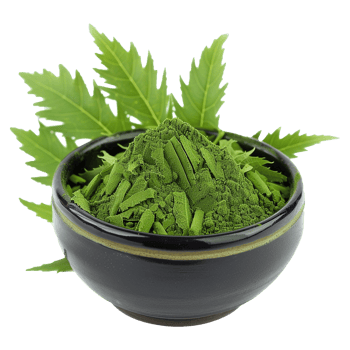 Fresh Green Moringa Powder in a Black Bowl with Moringa Leaves png