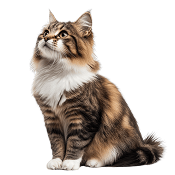 long hair siting cat isolated on transparent background png