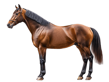 Majestic bay horse standing side view isolated on transparent background png